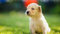 TWYYDP Puzzle 1000 Piece For Adult Funny Puppy Jigsaw Puzzle