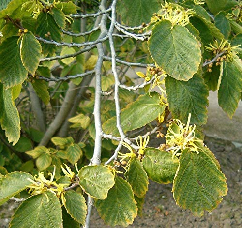 Green Future Pflanzenhandel Virginische Zaubernuss Hamamelis virginiana Pflanze 55-60cm Zauberstrauch