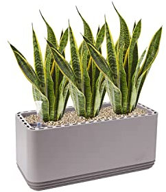 AIRY System L inkl. 3 Bogenhanfe & Airy Base Substrat • Natürlicher Luftreiniger eliminiert Schadstoffe, Allergene & Gerüche • Für Räume mit ca. 30qm • Made in Germany, 3304-613 grau-grau