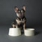 Scruffs Icon 2 Piece Flat Faced Dog Bowl & Water Bowl - 20cm | 18cm - Cream