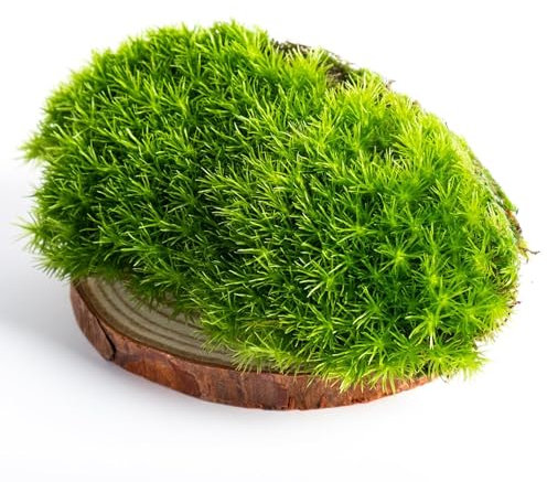 Ecodecs - Musgo Natural Vivo 400g, Para Terrario plantas ecosistema, Bonsais naturales interior, Terrario reptiles, Terrario tortugas de tierra, Musgo belenes - CAJA MUSGO PREMIUM (1/4 box 20x15cm)