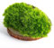 Ecodecs - Musgo Natural Vivo 400g, Para Terrario plantas ecosistema, Bonsais naturales interior, Terrario reptiles, Terrario tortugas de tierra, Musgo belenes - CAJA MUSGO PREMIUM (1/4 box 20x15cm)