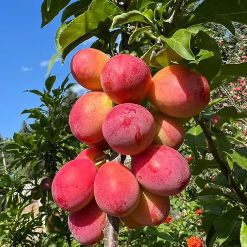 pflaumenbaum samen saatgut Zwetschgenbaum samen pflaumen samen gartenpflanzen bonsai baum pflanzensamen balkon pflanze pflanzen winterhart draußen stämmchen winterhart geschenk für 30pcs