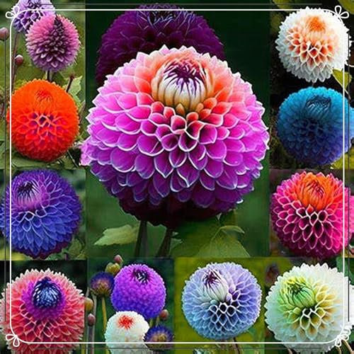 Dalias bulbos,Bulbos de flores exterior dalias,flores Herbáceas perennes,flores ornamentales que,multicolores,dalias planta Natural,bulbos de dalias gigantes,Resistente al frío.-2bulbos-A