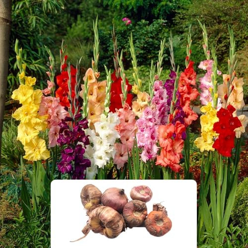 6 Xtra Large Gladiolus Bulbs – Vibrant Mixed Colours – Perennial, Long-Lasting Cut Flowers – Summer Blooms for Your Garden – Perfect for UK Climate