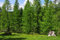 10st. Weisstanne Abies Alba 20-40cm Forstpflanzen Nadelgehölze Wurzelware