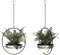 DanDiBo 2er Set Blumenampel Innen Metall Wand Hängepflanzen 78 cm 96087 L mit Topf Silber Pflanzenhänger Blumenhänger Topfhänger Blumen Blumentopfhänger Hängetopf