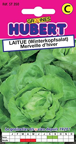 Graines de Laitue Merveille d'hiver - 3 grammes
