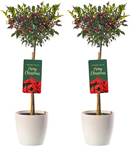 Standard Holly Tree with Pot Cover - 2 Pack | Hardy Evergreen Ornamental Lollipop Shape | Low Maintenance | for Patio, Garden, Entrance