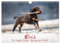 Elvis ein Engl. Cocker Spaniel wird Groß (Wandkalender 2026 DIN A4 quer), CALVENDO Monatskalender: Monatskalender, Jahreskalender, Kalender (CALVENDO Tiere)