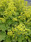 Alchemilla mollis - Frauenmantel, 3 Pflanzen im 7/6 cm Topf