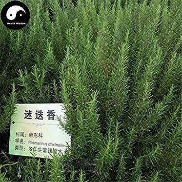 Kaufen Sie Rosmarinus Officinalis Tree Seeds 60pcs Pflanze Rosmarin Baum Mi Die Xiang