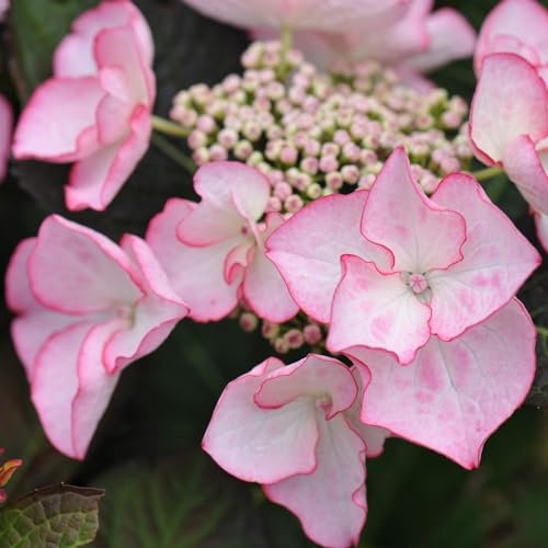 Plant Theory Sheila Hydrangea Macrophylla Shrub Plant 2L Pot