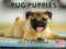 Mops Kalender 2024 Welpe Wandkalender Niedliche Welpen