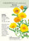 Bio-Resina-Ringelblumen-/Ringelblumensamen – 450 mg