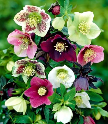 BALDUR Garten 9er Christrosen-Mix Winter Dreams, Blumenzwiebeln | winterharte Stauden, mehrjährig, für Standort im Schatten geeignet, reichblühend, Helleborus, robust, Winterblüher