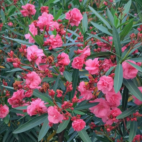 50 piezas semillas resistentes de adelfa - flores semillas, plantas planta de adelfa Semillas de flores aptas para abejas, regalo de jardín Semillas para camas elevadas, plantas de