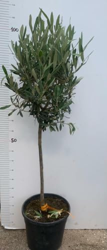 PIANTA DI ULIVO ALBERELLO IN VASO 21 CM ALTEZZA 80/90 CM (foto reali)
