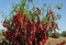 Potseed Las Semillas de germinación: 50 - Semillas: Guajillo Chile Pepper-Usados ​​en Salsas, Salsas de Chile, sopas y guisos