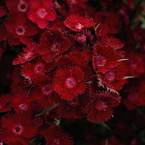 Dianthus Easy to Grow Your Own (Pinks) Rocking Red Sweet William Garden Plant Hardy Perennials Flowering Garden Plants 72x Plug Plants by Thompson and Morgan (72)