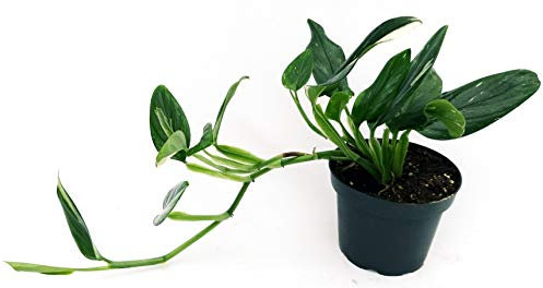 POWERS TO FLOWERS - PHILODENDRON, MONSTERA, COBRA, pianta vera