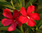Oleandro a cespuglio Rosso intenso Nerium Oleander pianta in vaso ø18 cm Vivaio di Castelletto