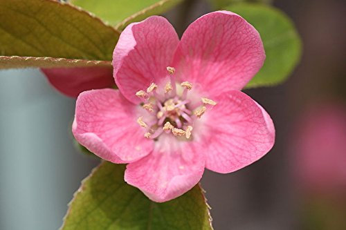 Mela Cotogna Cinese, Chaenomeles sinensis, 30 semi di albero (commestibile, Colore di caduta, fragrante)