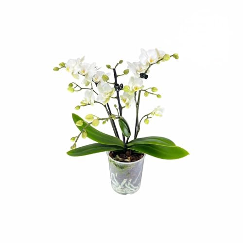 Premium Mini Live Orchid Plant for Indoors Phalaenopsis 9CM Triple Stem Zurich Double Colour Flowers White-Cream