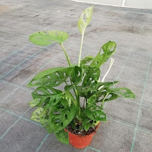 Pianta Philodendron Monstera