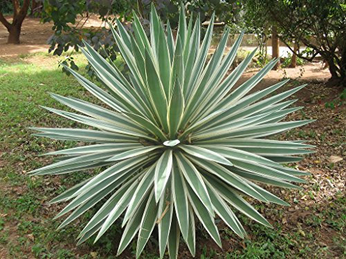 Heirloom Agave angustifolia Variegato @ Esotico Succulente Rare Cactus sementi di piante 15 Semi