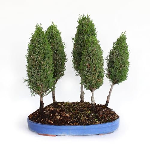 Kentis - Bonsai Cupressus Sempervirens - Bonsai Boschetto 5 Cipressi - Piante Vere da Esterno - Vaso in Ceramica - H 40-45 cm Vaso Ø 36 cm