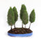 Kentis - Zypressen Bonsai - Echter Bonsai Baum - Winterharter Outdoor Bonsai - Cupressus Sempervirens - Hoch 40/45 cm Topf Ø 36 cm