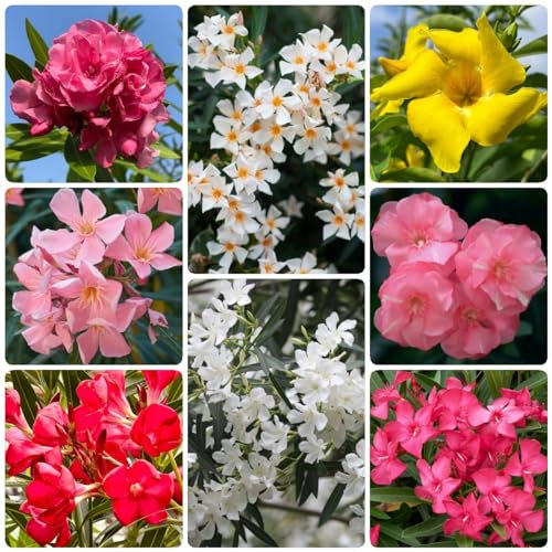 50 Piezas Semillas De Adelfa - Semillas De Arbustos En Flor - Flores Silvestres Flores De Balcón, Decoración De Otoño (Nerium Oleander) Flores Balcón, Regalos De Jardín Para Mujeres Semillas