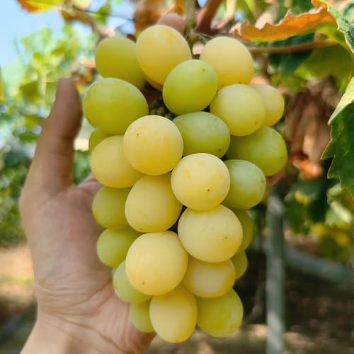 150 pcs Trauben Pflanzen Samen, baumsamen plants pflanzensamen Weinreben Kaufen Winterhart, Vitis vinifera, obstbaum dekopflanzen obstbaum garten geschenke für männer bonsai bäumchen