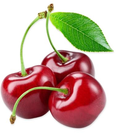 Cherry Tree, 'Summit', Tall Plant in 15 Litre Pot, 2m to 2.6 Metre Height, Cherries, Garden Ready and Ready to Plant, Premium Quality Fruit Trees
