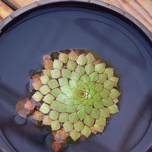 Generic Semi di piante acquatiche, 100Pcs Semi di piante acquatiche Giacinto d'acqua Pistia Hottonia Ludwigia Pond Decor Semi di piante acquatiche D