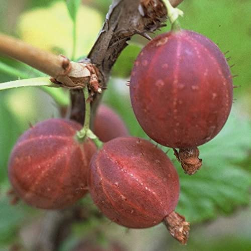 Spinefree fast dornenlose hellrote Stachelbeere süßaromatisch Busch ca. 40-60 cm 3 Liter Topfballen