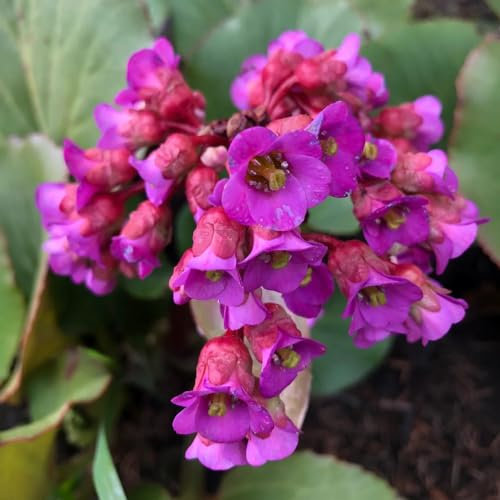 30 piezas semillas resistentes de bergenia, flores semillas, plantas (Bergenia cordifolia) flores para balcon, semillas organicas semillas de flores regalo invitado, semillas Plantas