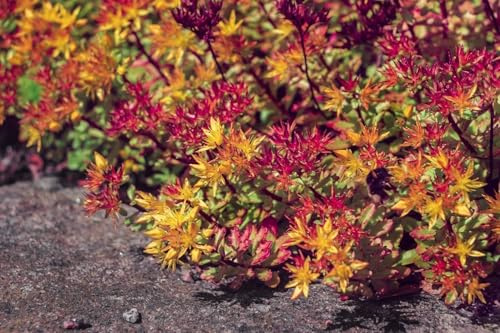 Sedum floriferum, Orpin - plante vivace