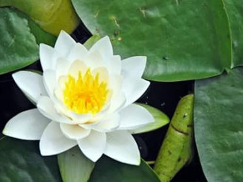 Seerose Schnee-Weiß | im 11er Topf | winterhart | Teichpflanze | Gartenteich | Nymphaea | Wasserpflanze | Unterwasserpflanze |