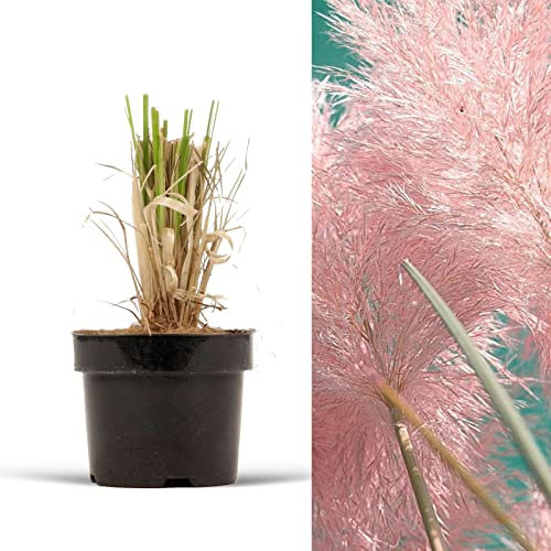 Pampas Grass Rosea - Cortaderia Selloana Rosea in A 9cm Pot - Pink Pampas Grass Ready to Plant (1)
