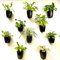 LáLáGreen Lot de 10 Pots de Fleurs muraux pour Plantes d'intérieur - 12,7 cm - Noir - Auto-arrosage - Système de Pots muraux écologiques à Suspendre - Support Mural Tendance pour Plantes d'intérieur