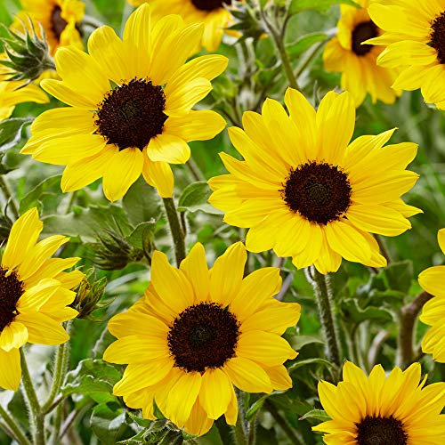 Sunflower Garden Annual Flower Golden-Yellow Potted Plant (20-30cm Incl. Pot)