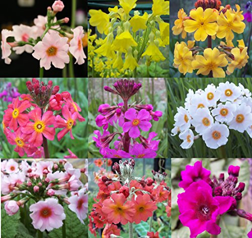 Primula 9-Plant bog Garden Collection