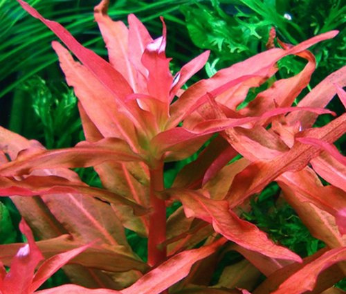 Cognac Pflanze/Ammannia Gracilis - 1 Bund - Aquarium-Pflanze