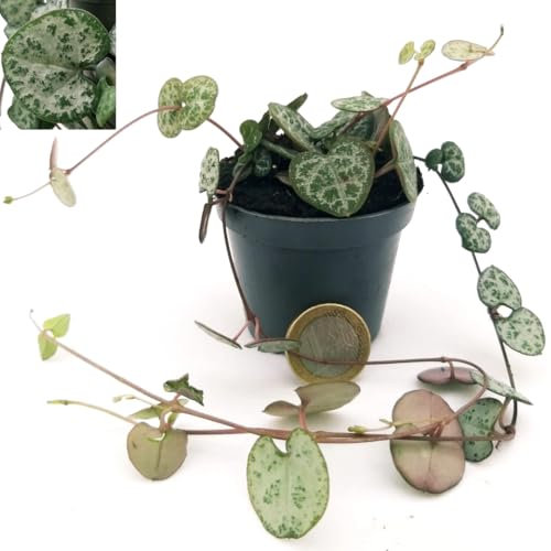 POWERS TO FLOWERS - CEROPEGIA WOODII MINI VASO 5,5CM, IDEALE PER TERRARIUMMADE IN ITALY, Collana di Cuori, Pianta Vera