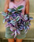 POWERS TO FLOWERS - TRADESCANTIA NANOUK Xl VASO 16CM diametro, pianta vera