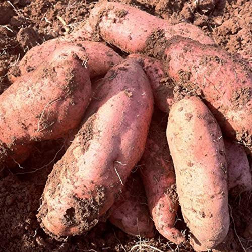 TOYHEART 50 Pezzi Semi di Ortaggi Premium, Semi di Patata Dolce Forte Sopravvivenza Rinfrescante Patate Viola Facile Coltivare Semi di Ortaggi per Giardino Giallo