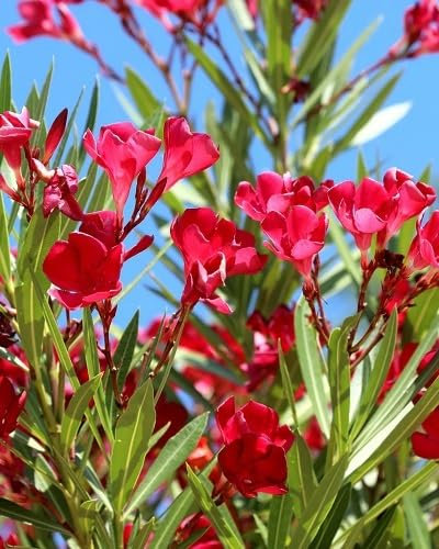 Neu Frische 100 stücke Oleander Blumensamen, Rot