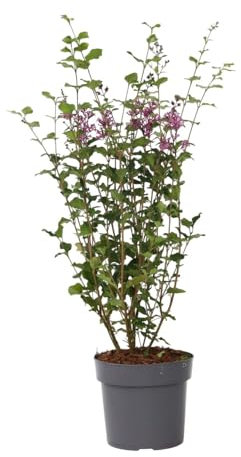 Plant in a Box - Syringa vulgaris lilas 'Bloomerang' Violet foncé - Séring - Lilas - Arbuste - Plante de jardin - ⌀19 cm - Hauteur 55-65 cm